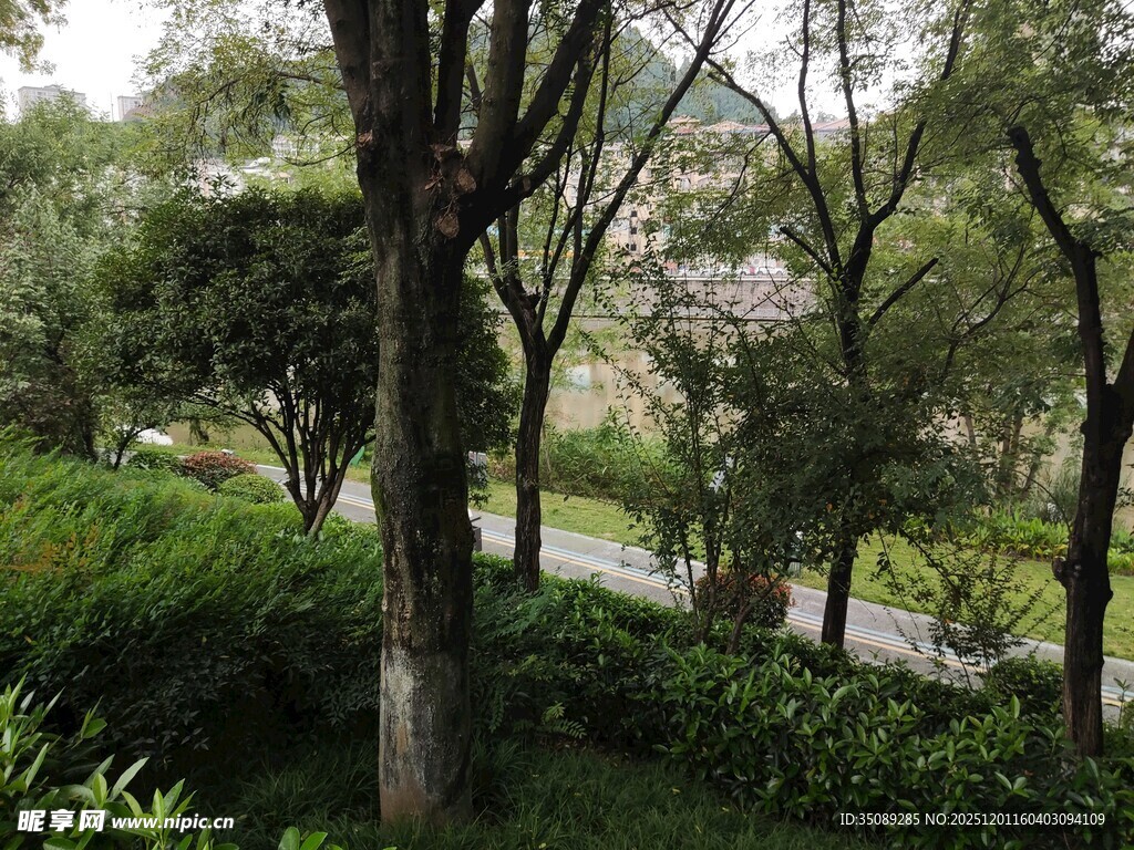 林间绿意盎然的自然景致