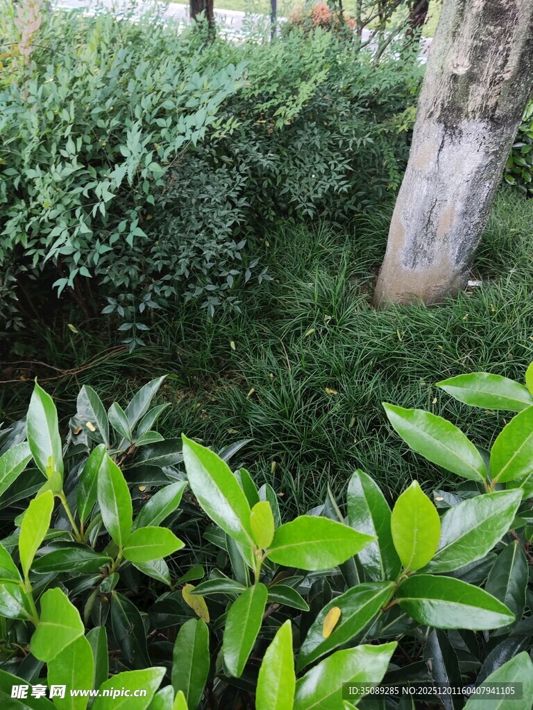 绿意盎然的植物景观