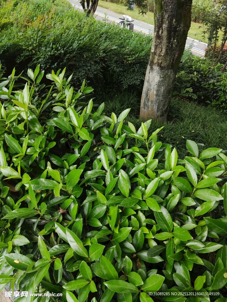 绿意盎然的灌木丛景观