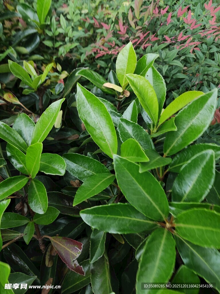 翠绿繁茂的绿叶植物