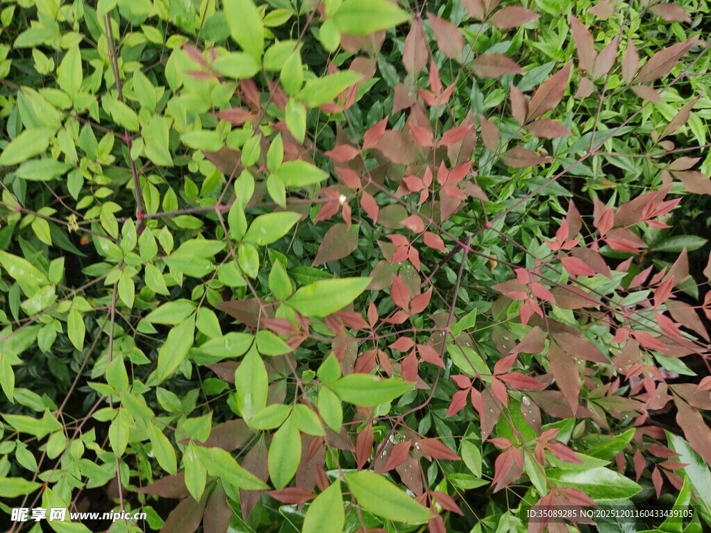多彩植物叶片特写