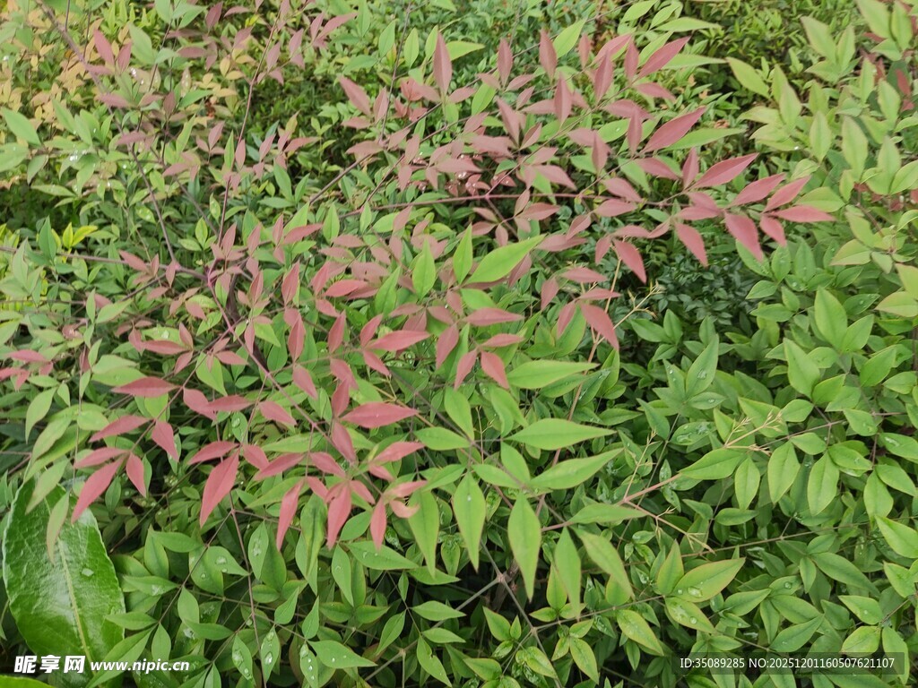 多彩叶片植物景观