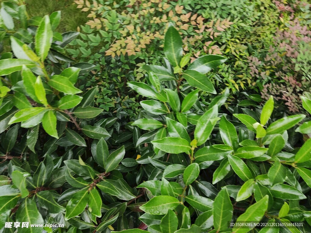 翠绿繁茂的绿植景观