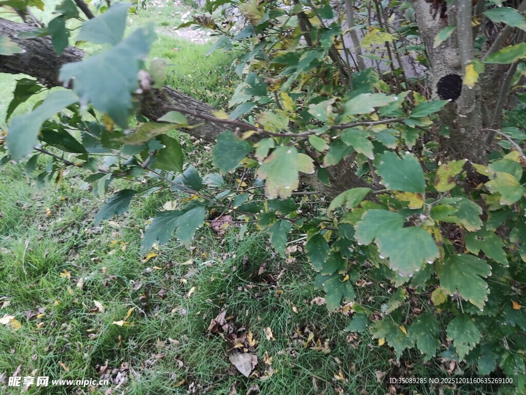 草丛中的神秘物体