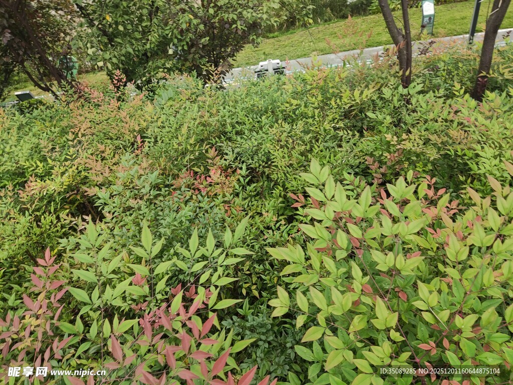 绿意盎然的户外灌木丛