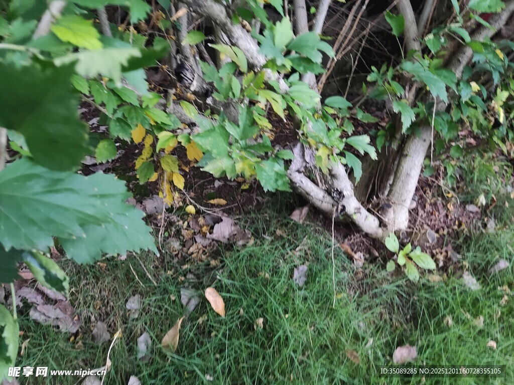 地面绿植与杂乱枝叶场景