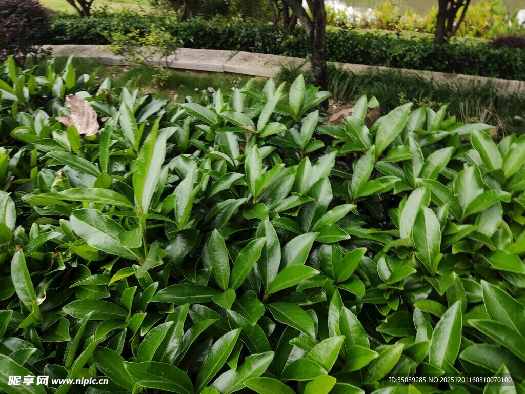 翠绿繁茂的绿植景观