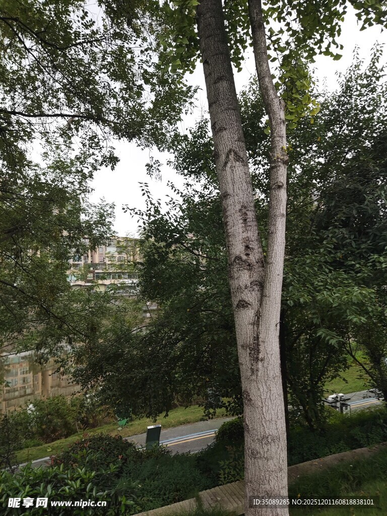 林间树木与蜿蜒小径