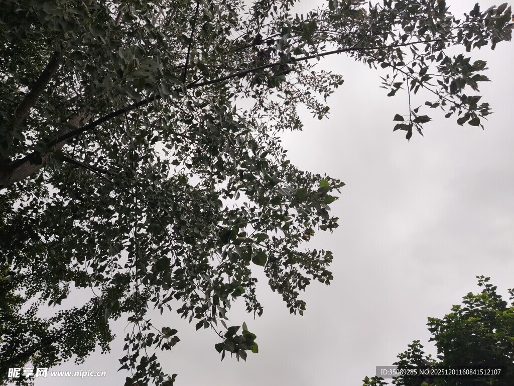 仰视视角下的繁茂树叶