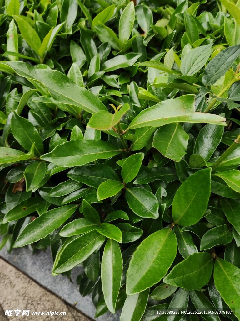 翠绿叶片植物盆栽