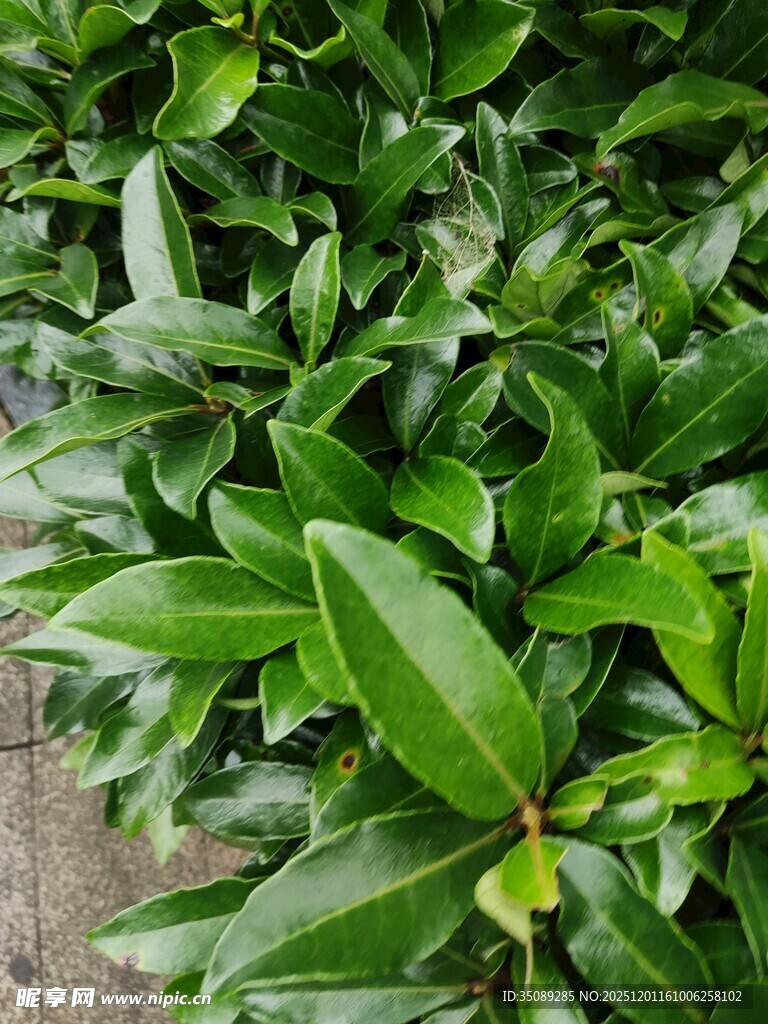 翠绿茂盛的绿叶植物