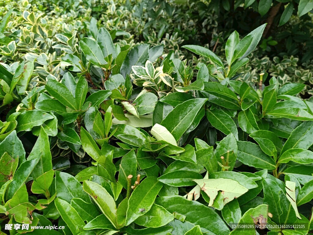 翠绿繁茂的叶片景观