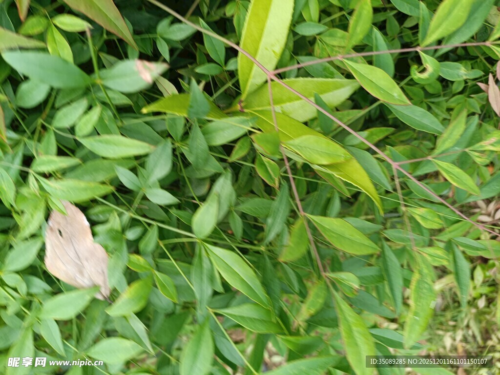 绿叶间的粉色叶片特写