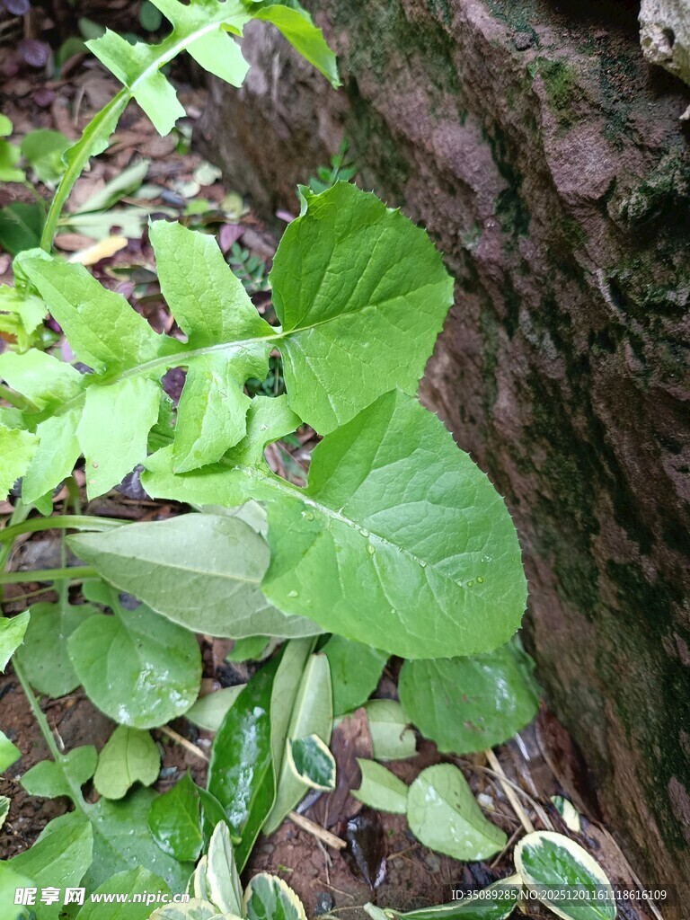 绿叶繁茂的野生植物景象