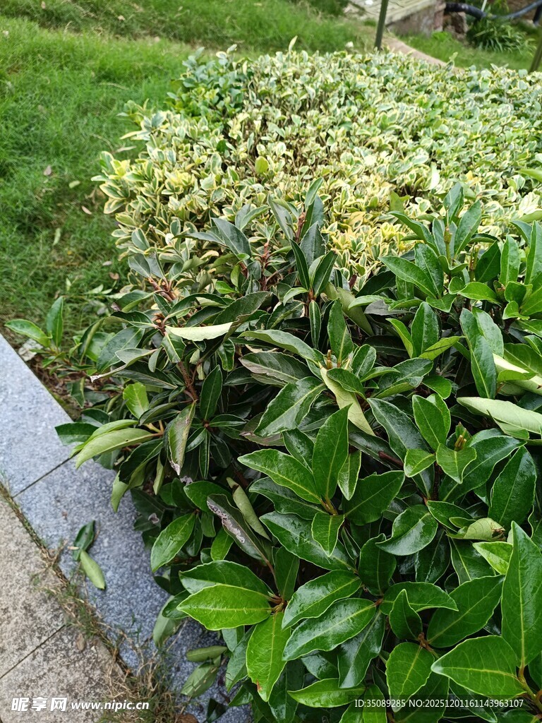 绿叶繁茂的植物景观