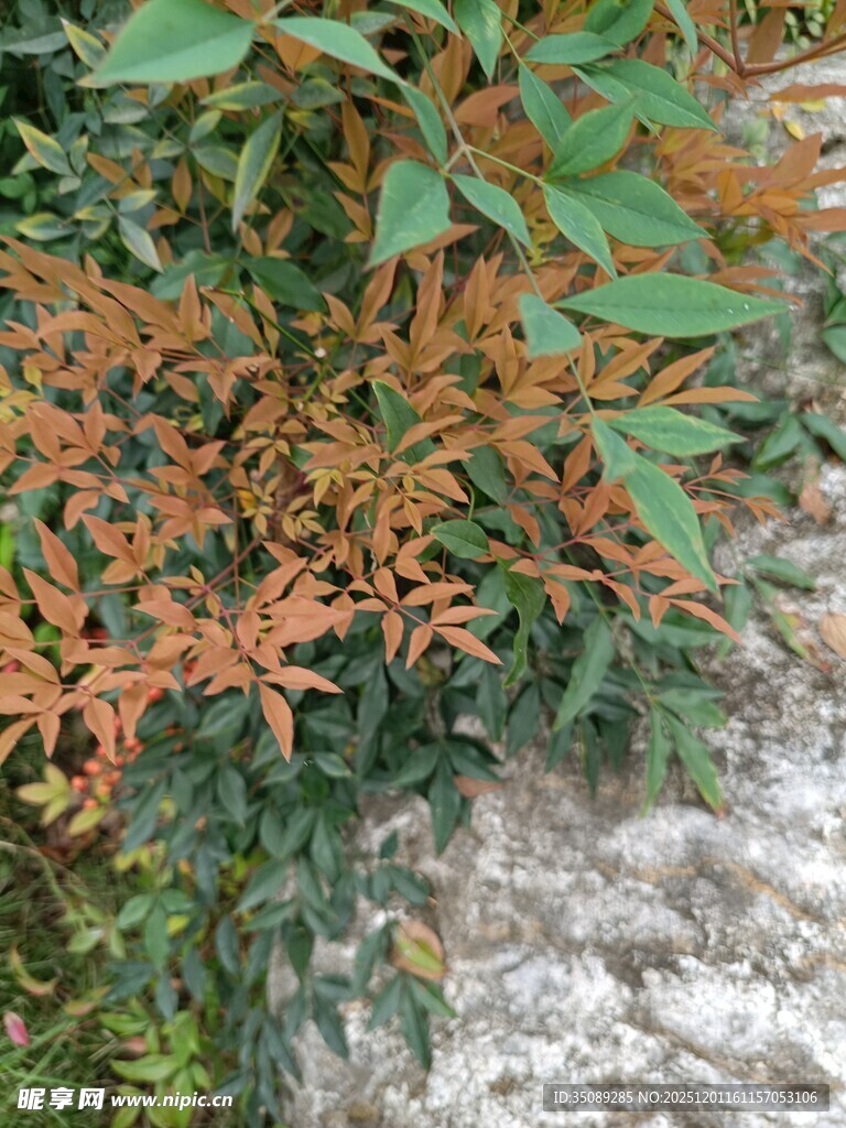 多彩叶片植物特写