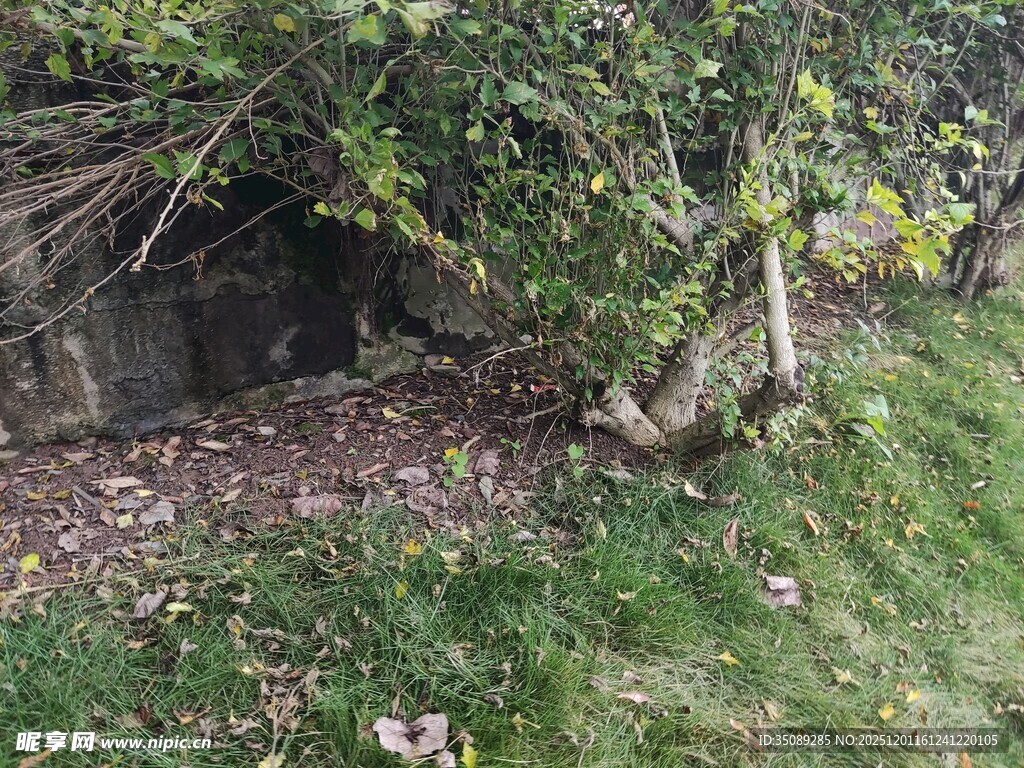 山间树丛下的隐秘洞穴