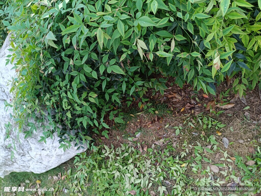 绿叶繁茂的植物景观