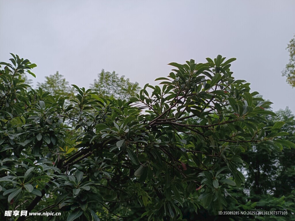 繁茂绿树展现自然生机