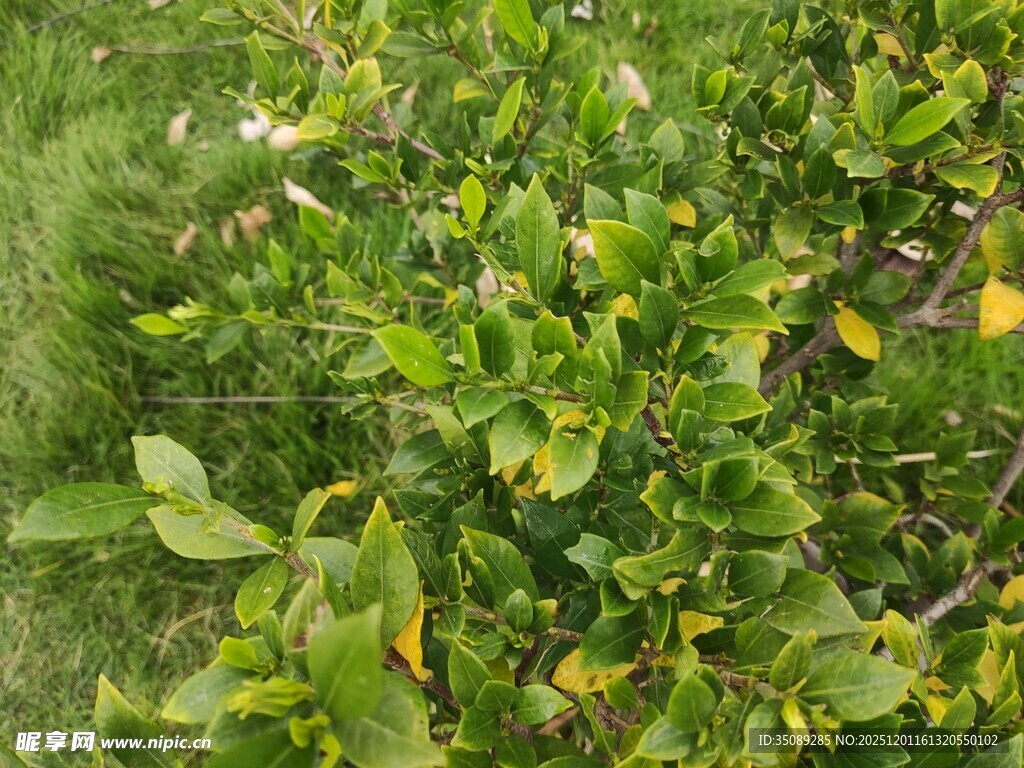 绿叶繁茂的绿植景观