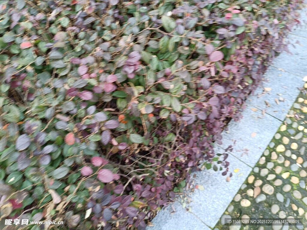 地面多彩植物景观