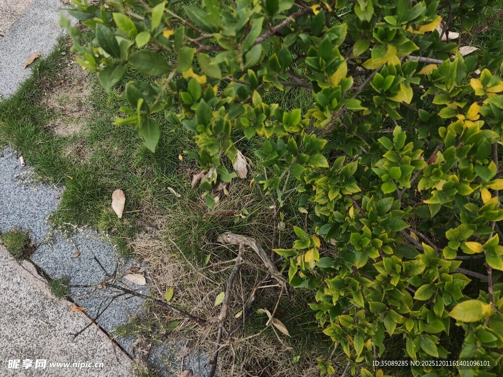 路边黄花绿叶的繁茂植物