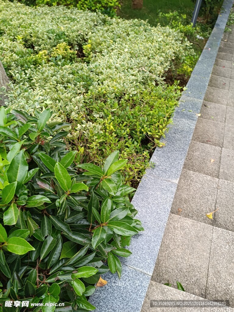 路边绿植景观