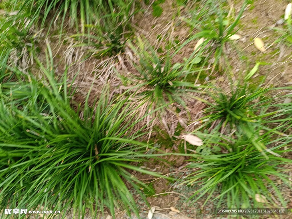 翠绿丛生的草本植物