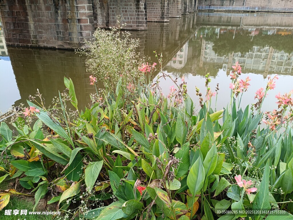 水边绿植花卉景观