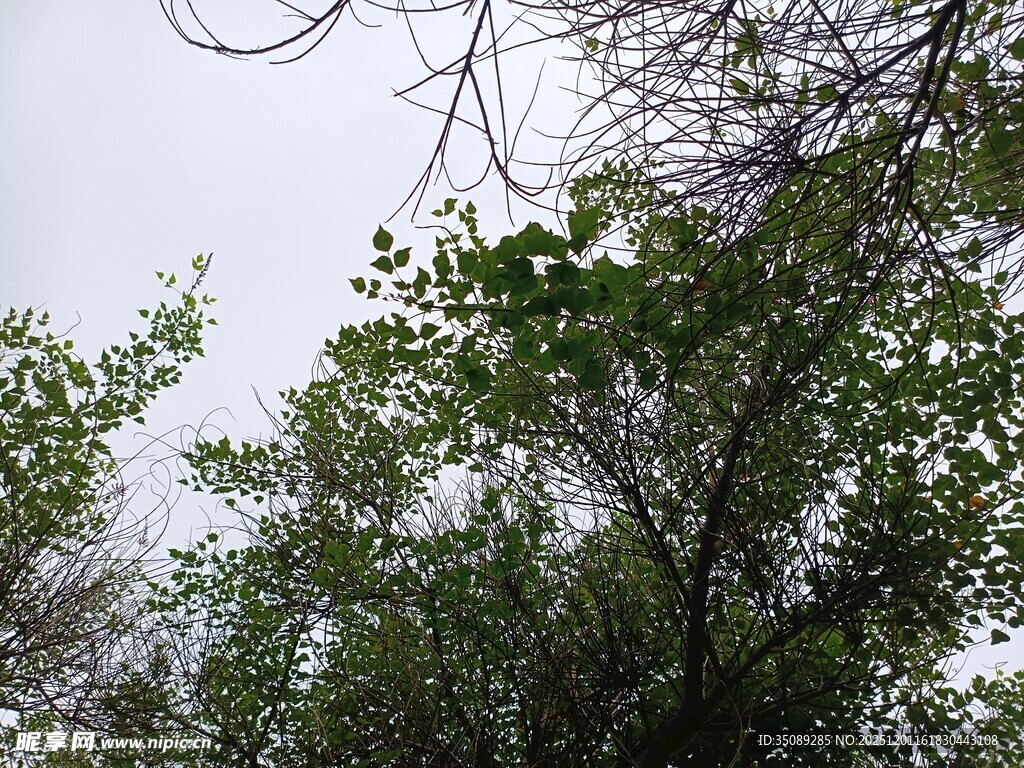 绿树蓝天间的自然景致