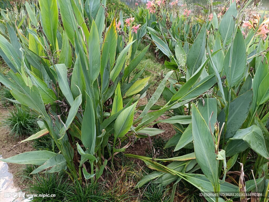 田间生长的茂盛玉米植株