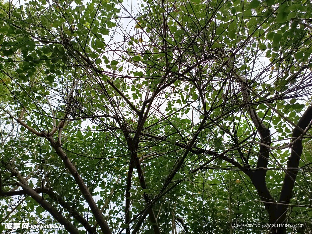 繁茂枝叶间的天空一角