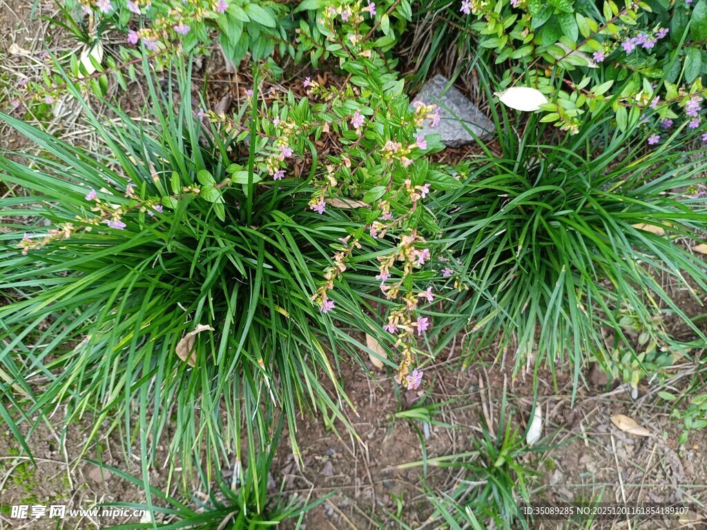 翠绿丛生草本植物景观