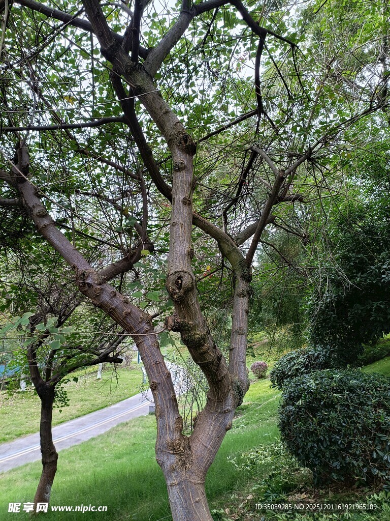 蜿蜒树枝下的绿意小径