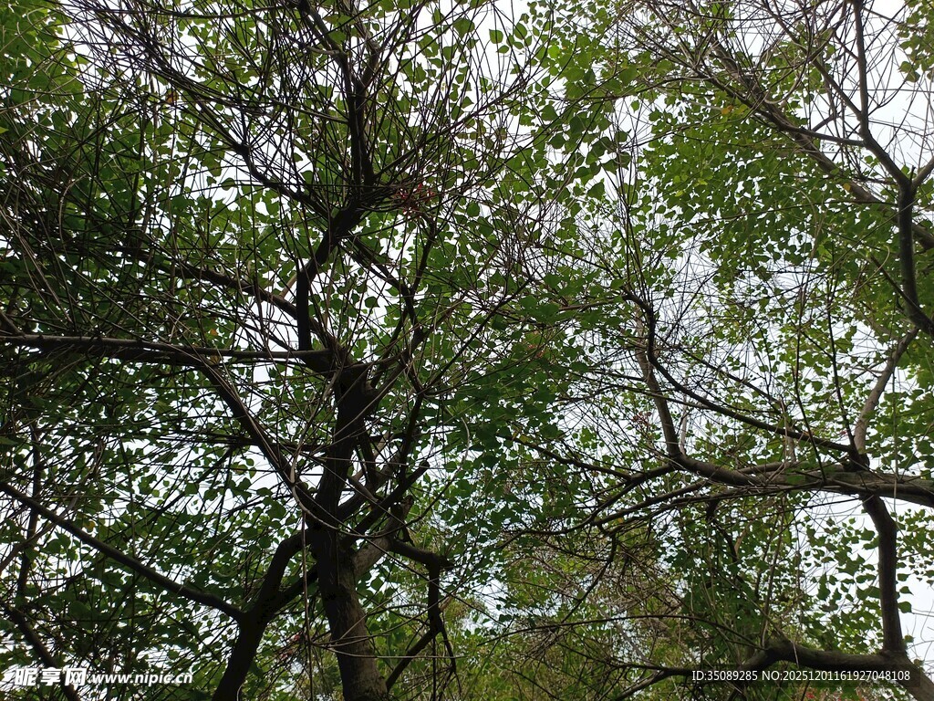 仰视繁茂枝叶树冠