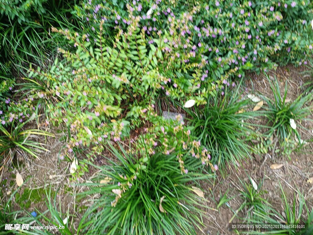 花园中的绿植与灌木