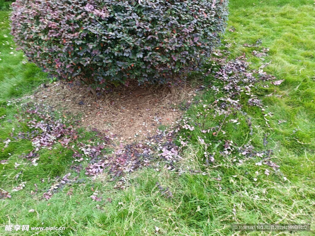 树下散落紫色花瓣景象