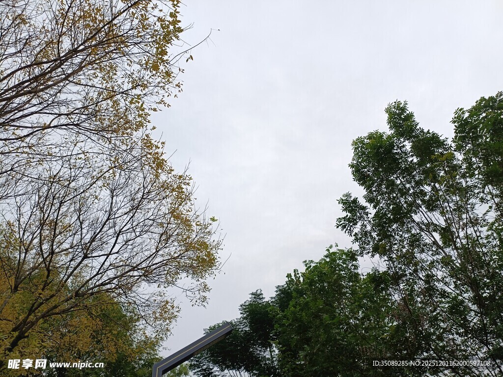 秋日树梢与天空景象