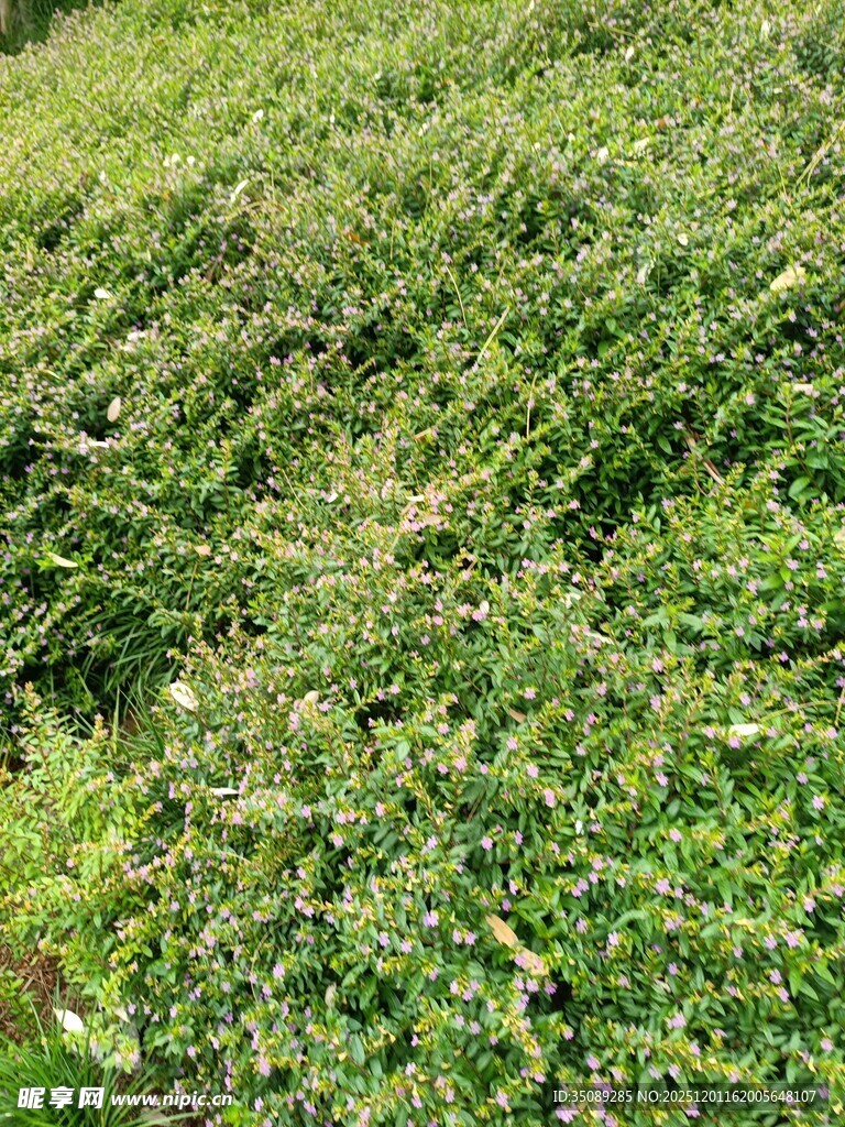 翠绿繁茂的植物景观