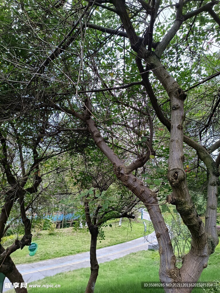 公园内繁茂树木与小径