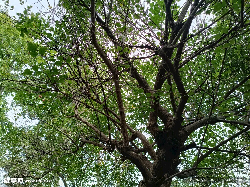 繁茂大树展现自然生机