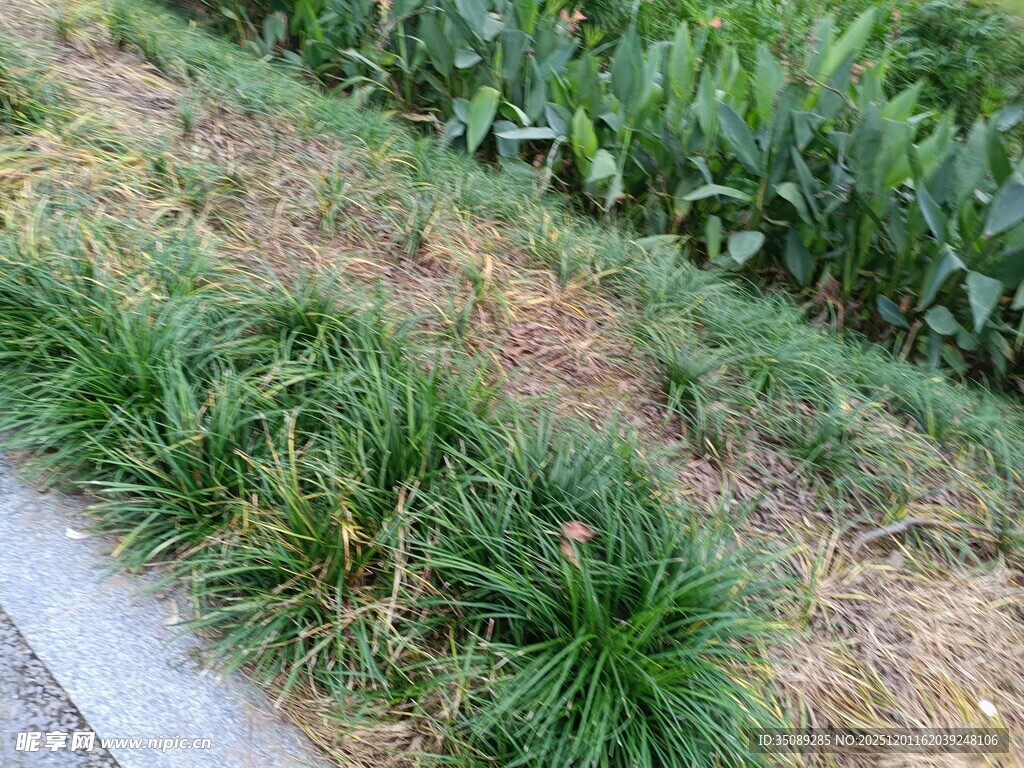 路边翠绿草丛与玉米田