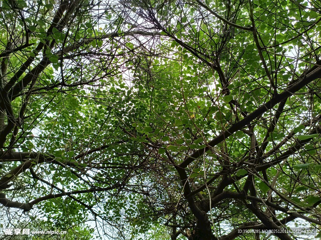 仰视茂密树林树冠