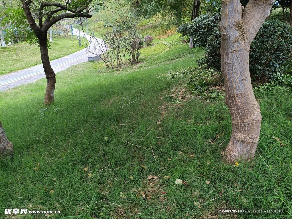 绿意盎然的户外树木景观