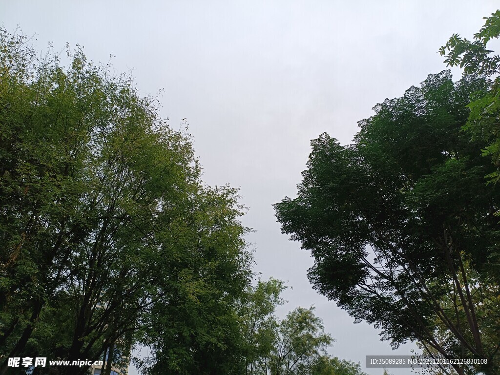 茂密树林中的绿意景象