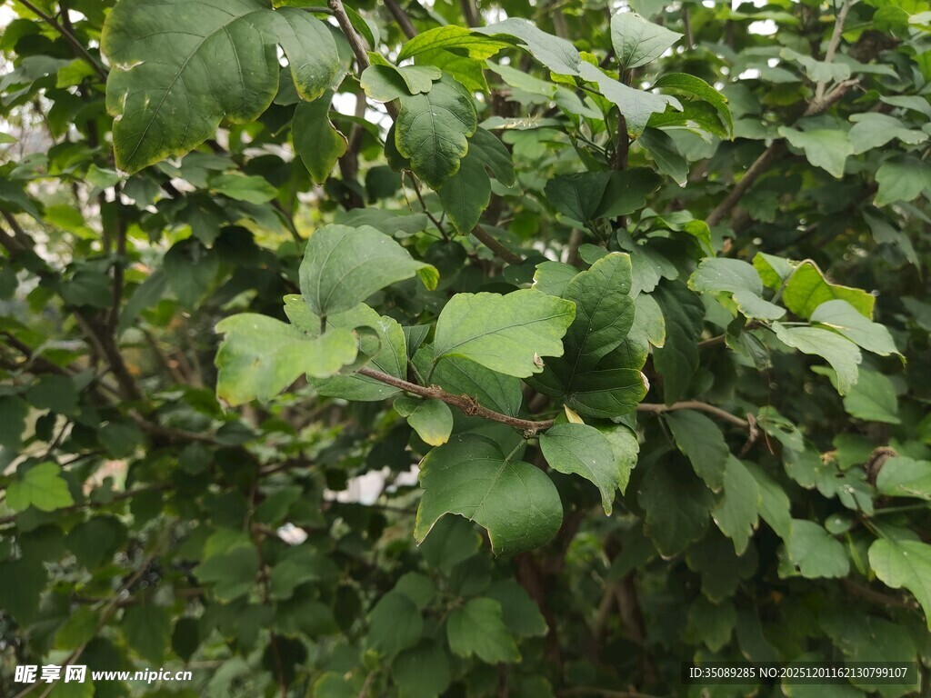 绿叶繁茂的植物景象