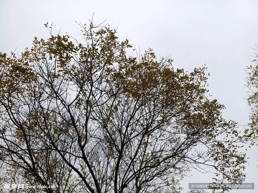 秋日树梢枝叶稀疏景象