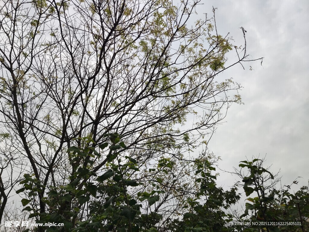 阴天中的树木枝叶景观