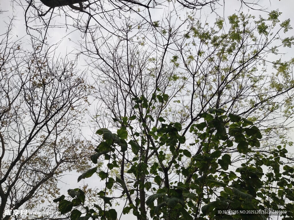 雪覆树林中的绿植景象