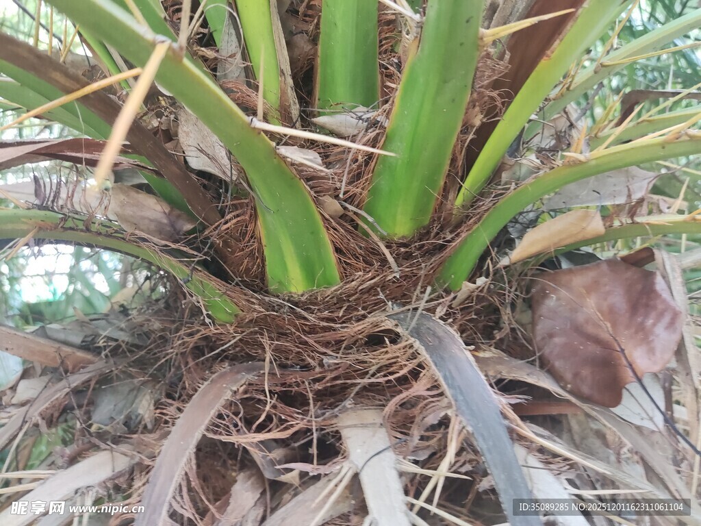 龙血树根部特写